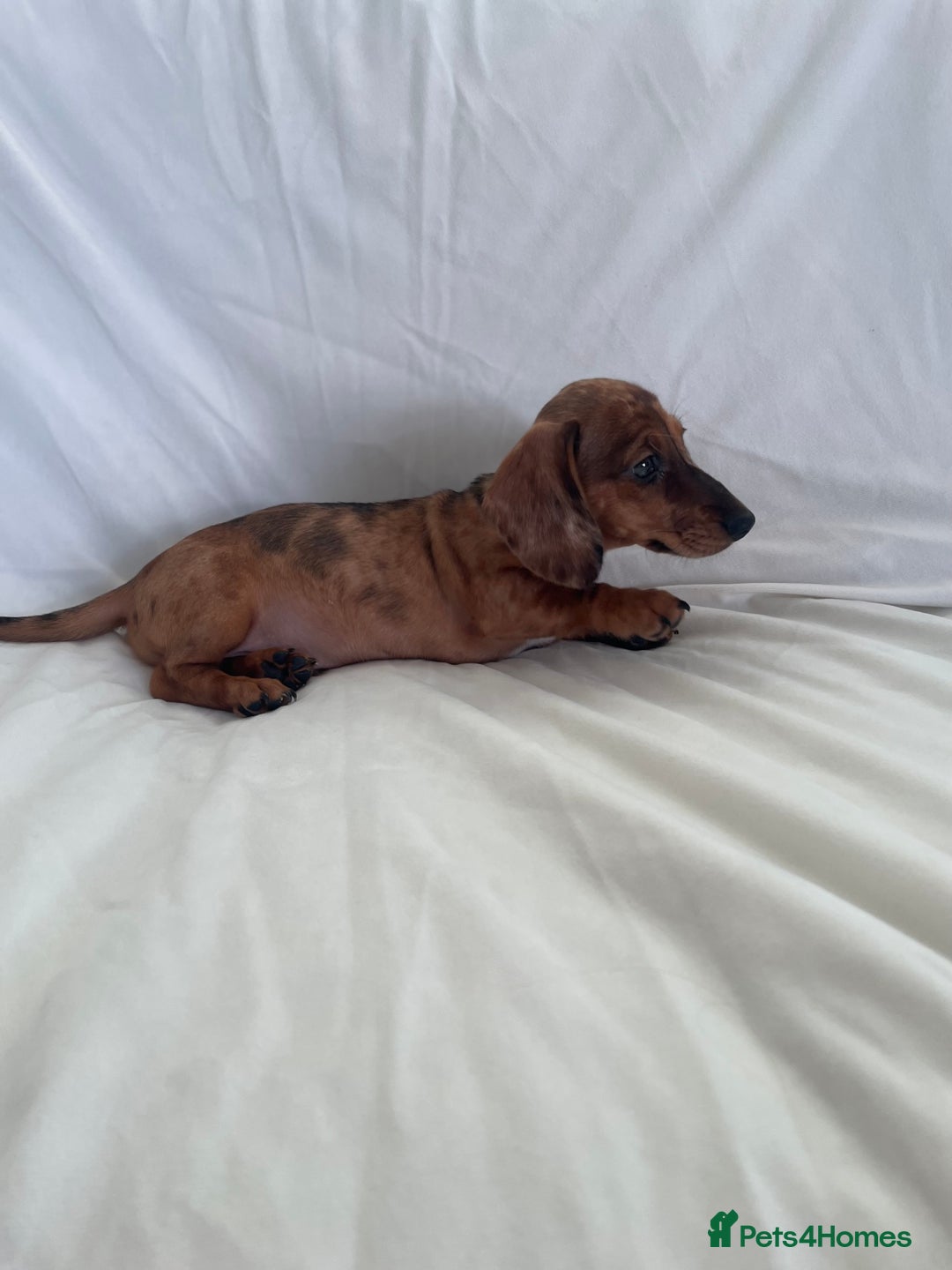 Miniature Dachshund dogs for sale: 🌈😍1 outstanding boy Dachund ready now 😍🌈 - Image 3