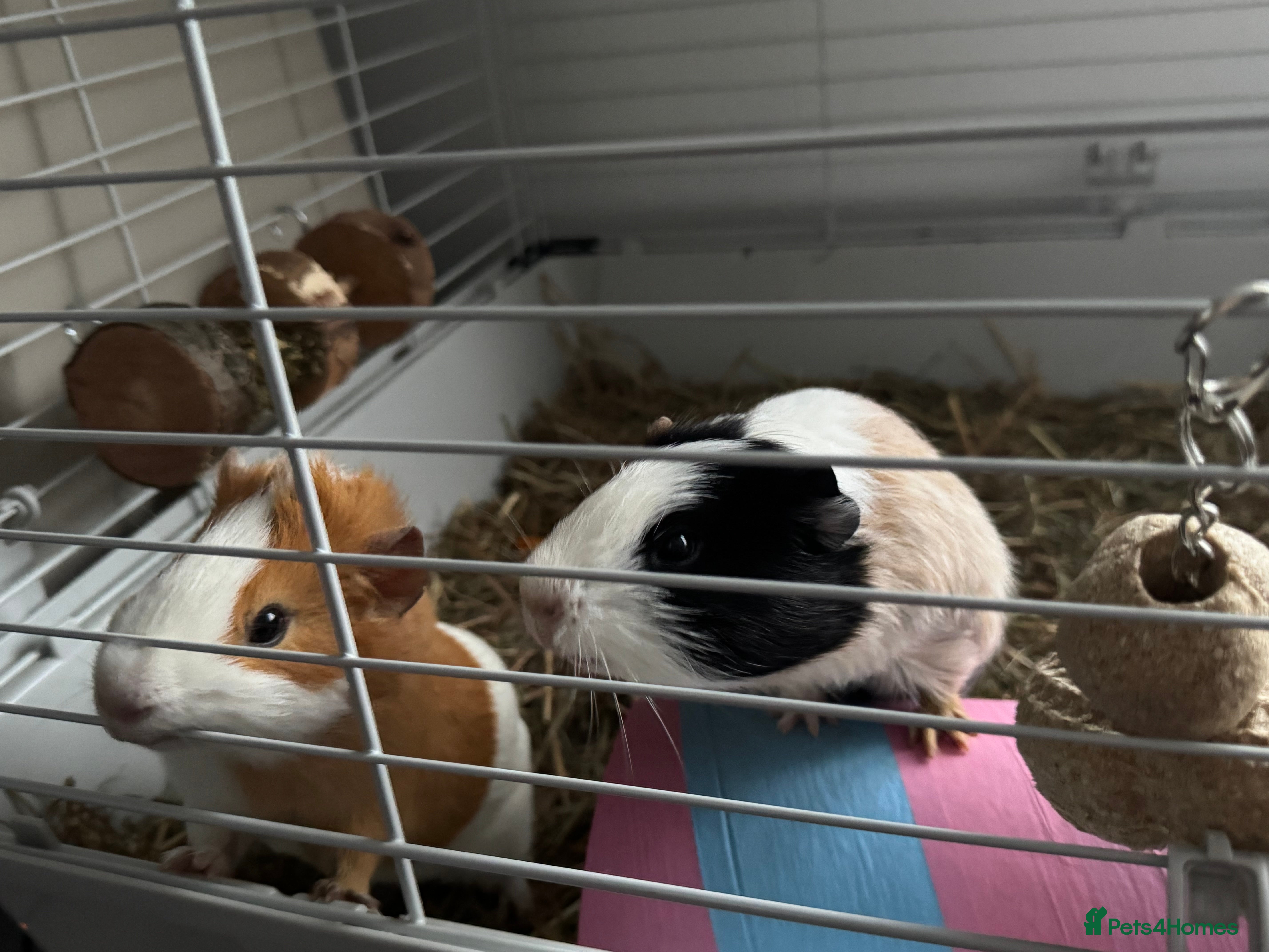Guinea Pig rodents 2 guinea pigs for sale  - Advert 1