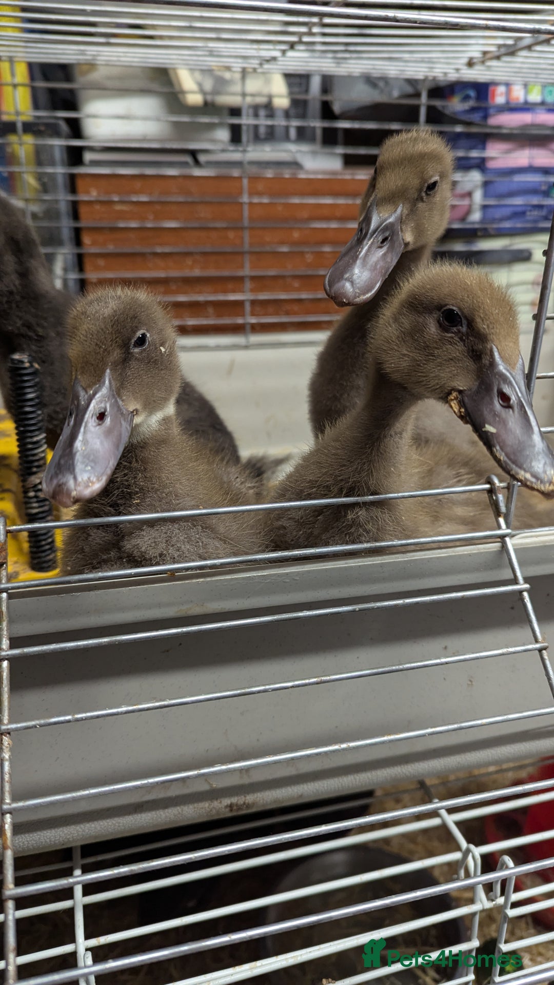 Ducks poultry for sale: 4 ducklings looking for homen - Advert 3