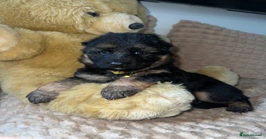 German Shepherd dogs - Advert 6