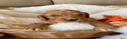 Cocker Spaniel dogs for sale: Beautiful working Cocker Spaniel puppies  in Royston - Advert 24
