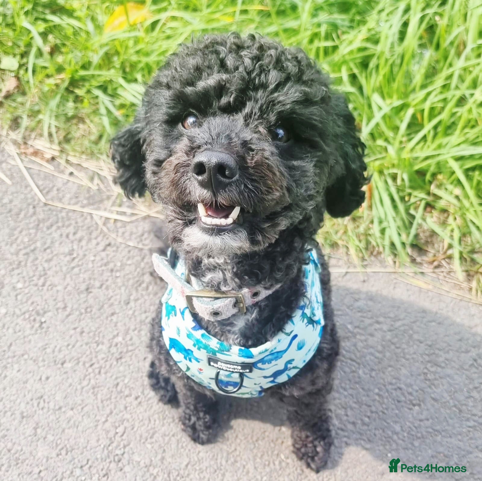 Shihpoo dogs for sale: 🌟 Little Stars🌟  - Advert 10
