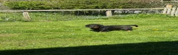 Dachshund dogs for sale: Standard wirehaired dachshund  in Kelso - Advert 2
