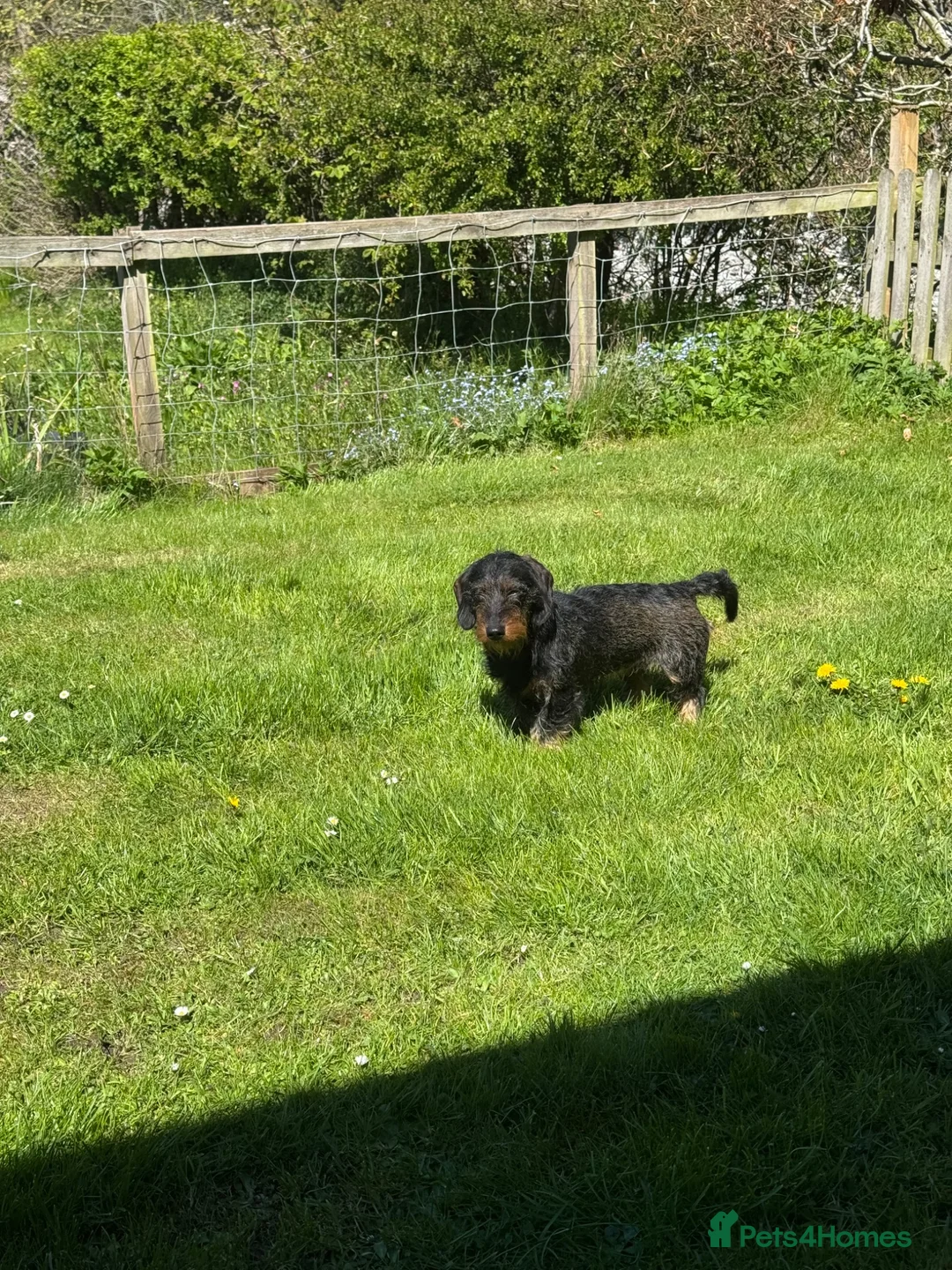 Dachshund dogs for sale: Standard wirehaired dachshund  in Kelso - Advert 2