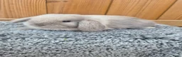 Mini Lop rabbits for sale: Mini Lop babies ready to reserve  - Advert 2