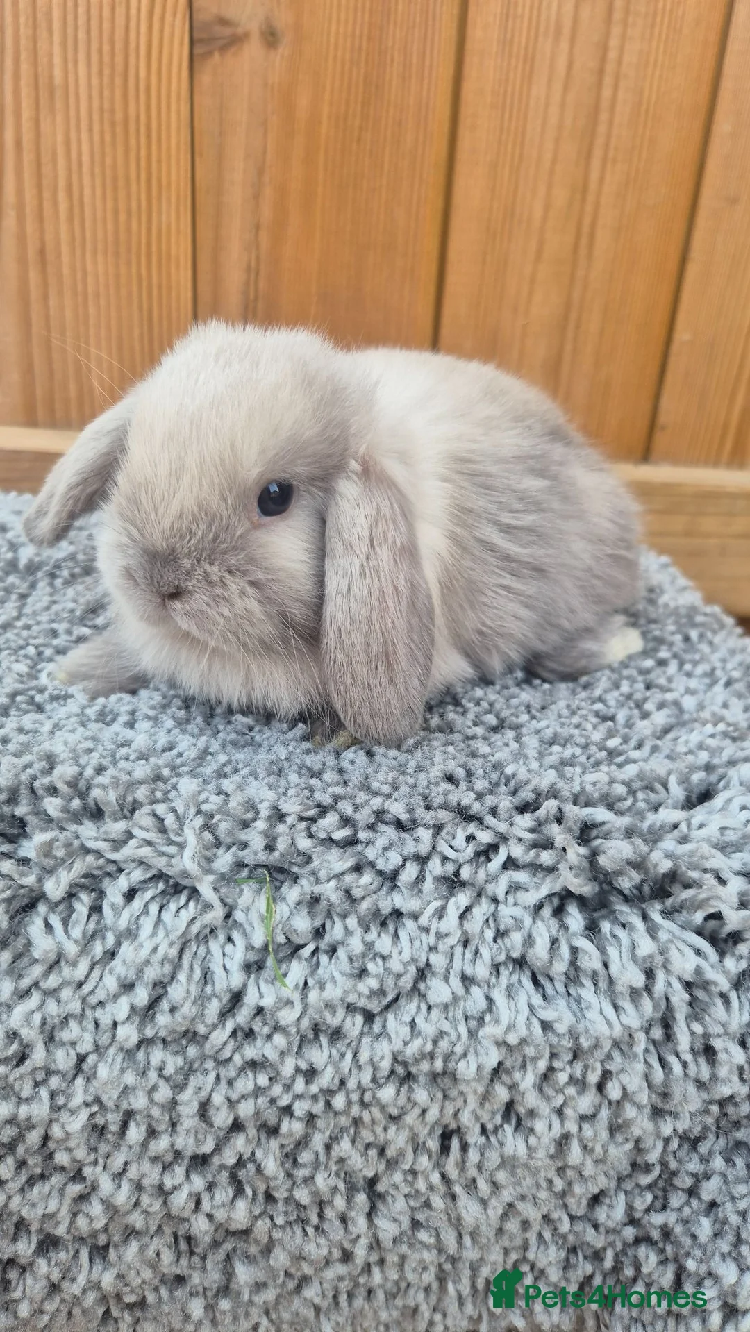 Mini Lop rabbits for sale: Mini Lop babies ready to reserve  - Advert 2