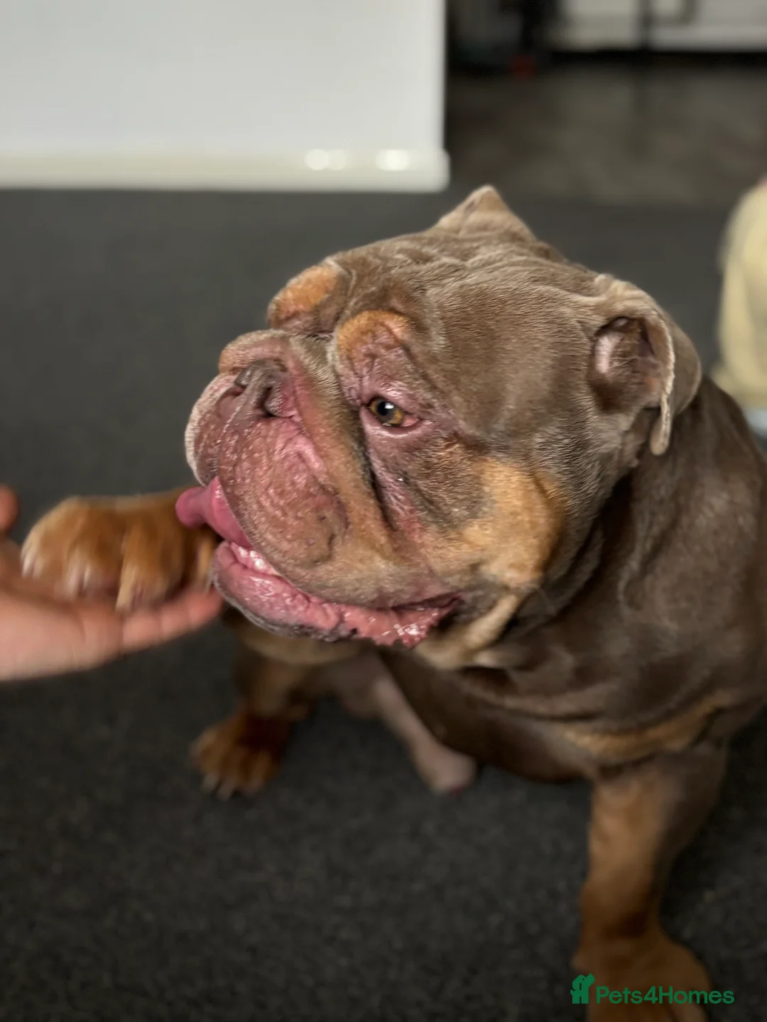 English Bulldog dogs for sale: Chunky the English bulldog  - Advert 2