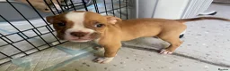 Mixed Breed dogs for sale: Family Raised Bulldog x Boxer Puppies Ready :))) in Bideford - Advert 16
