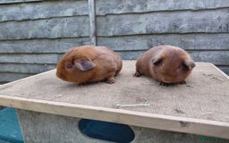 Guinea Pig rodents for sale: Showable Male PEGoldens in Whitchurch - Image 1