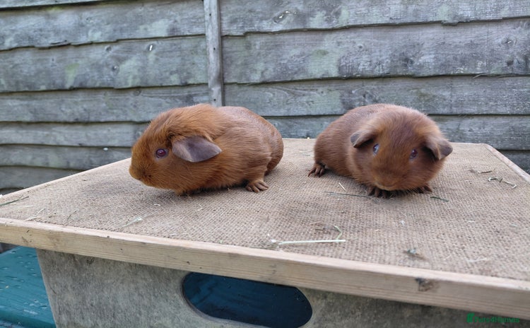 Guinea Pig rodents in Whitchurch - Advert 15
