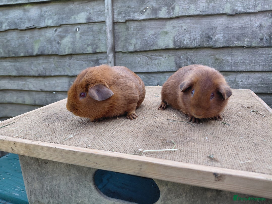 Guinea Pig rodents for sale: Showable Male PEGoldens in Whitchurch - Image 1