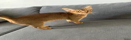 Abyssinian cats for sale: Queen 1 year and half old in London - Advert 9