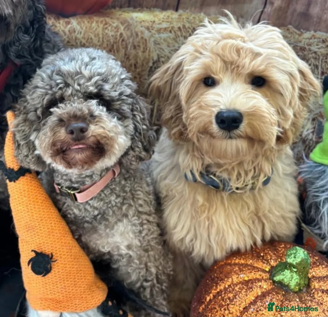 Mixed Breed dogs for sale: Beautiful litter of Cockerpoo x Caverpoo puppies - Advert 2