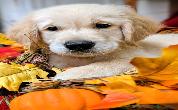 Golden Retriever dogs - Advert 1