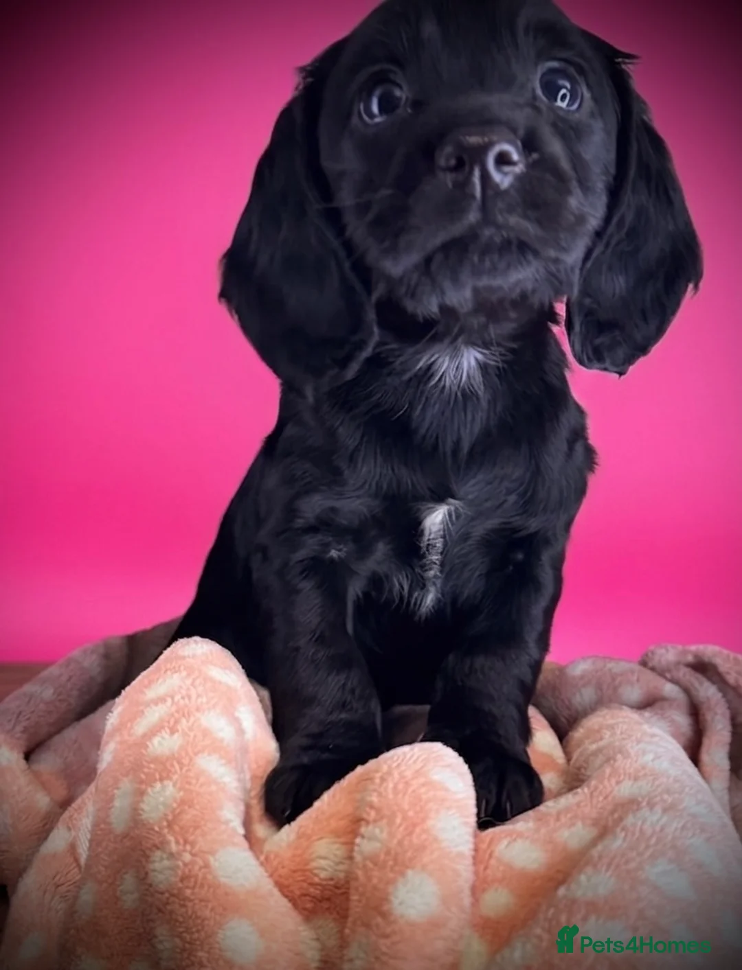 Cocker Spaniel dogs for sale: Fully vaccinated KC Cocker Spaniel puppies - Advert 40