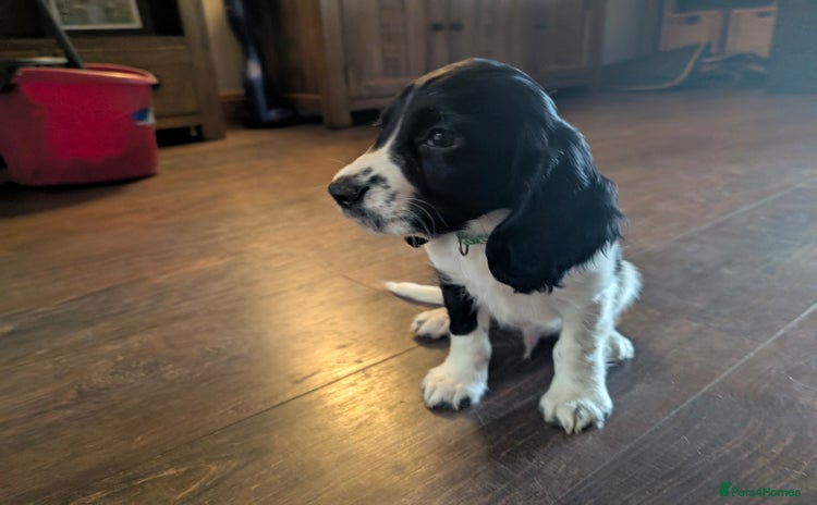 Cocker Spaniel dogs - Advert 5