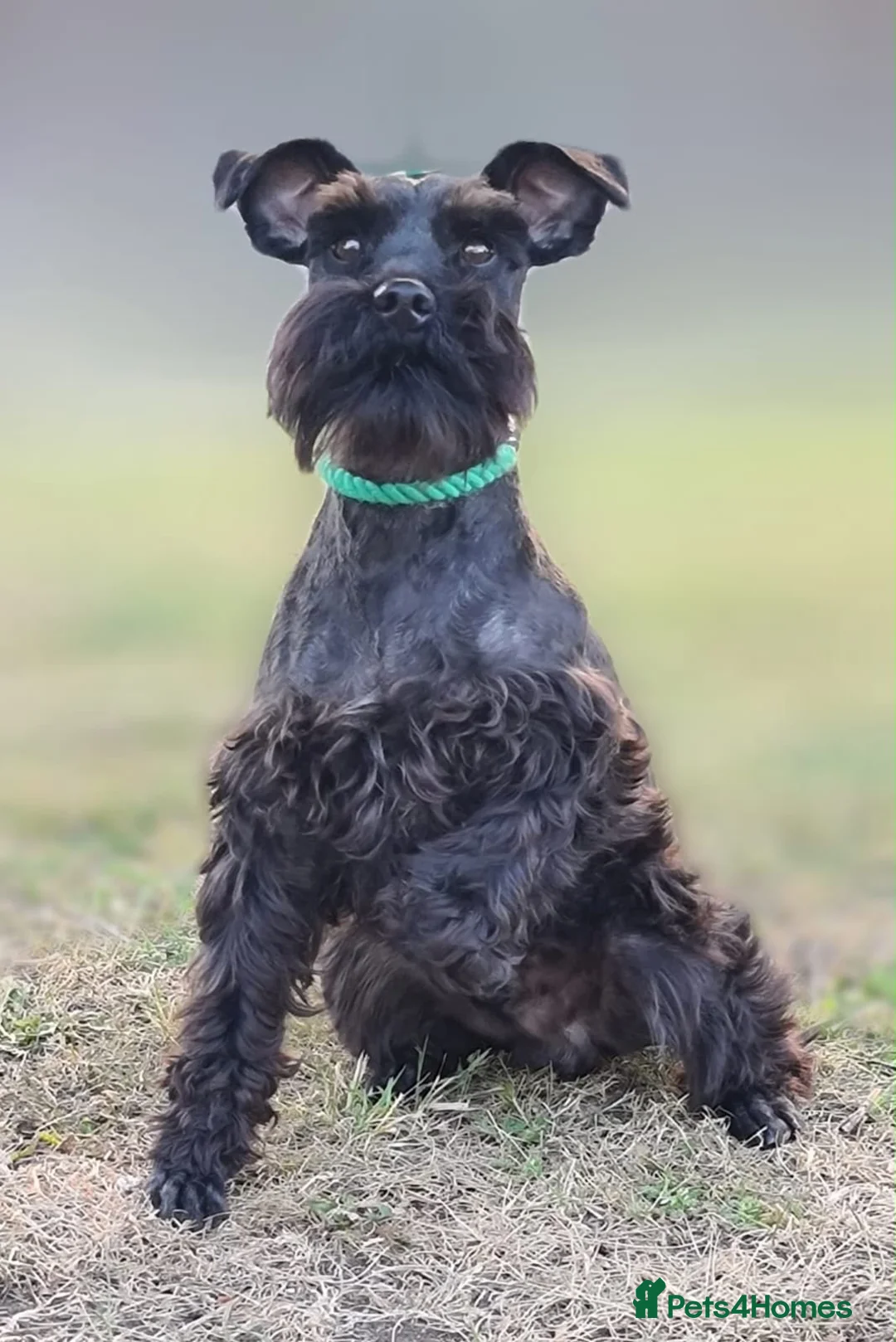 Miniature Schnauzer dogs for sale: Beautiful miniature schnauzers available  - Advert 5