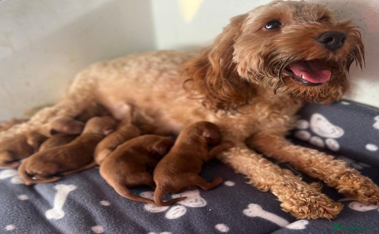 Cockapoo dogs - Advert 14