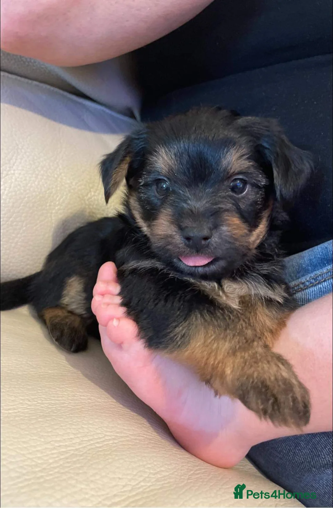 Yorkshire Terrier dogs for stud: Yorkshire terrier for stud in Telford - Advert 3