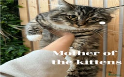 Mixed Breed cats for sale: Mixed ragdoll kittens  - Image 10
