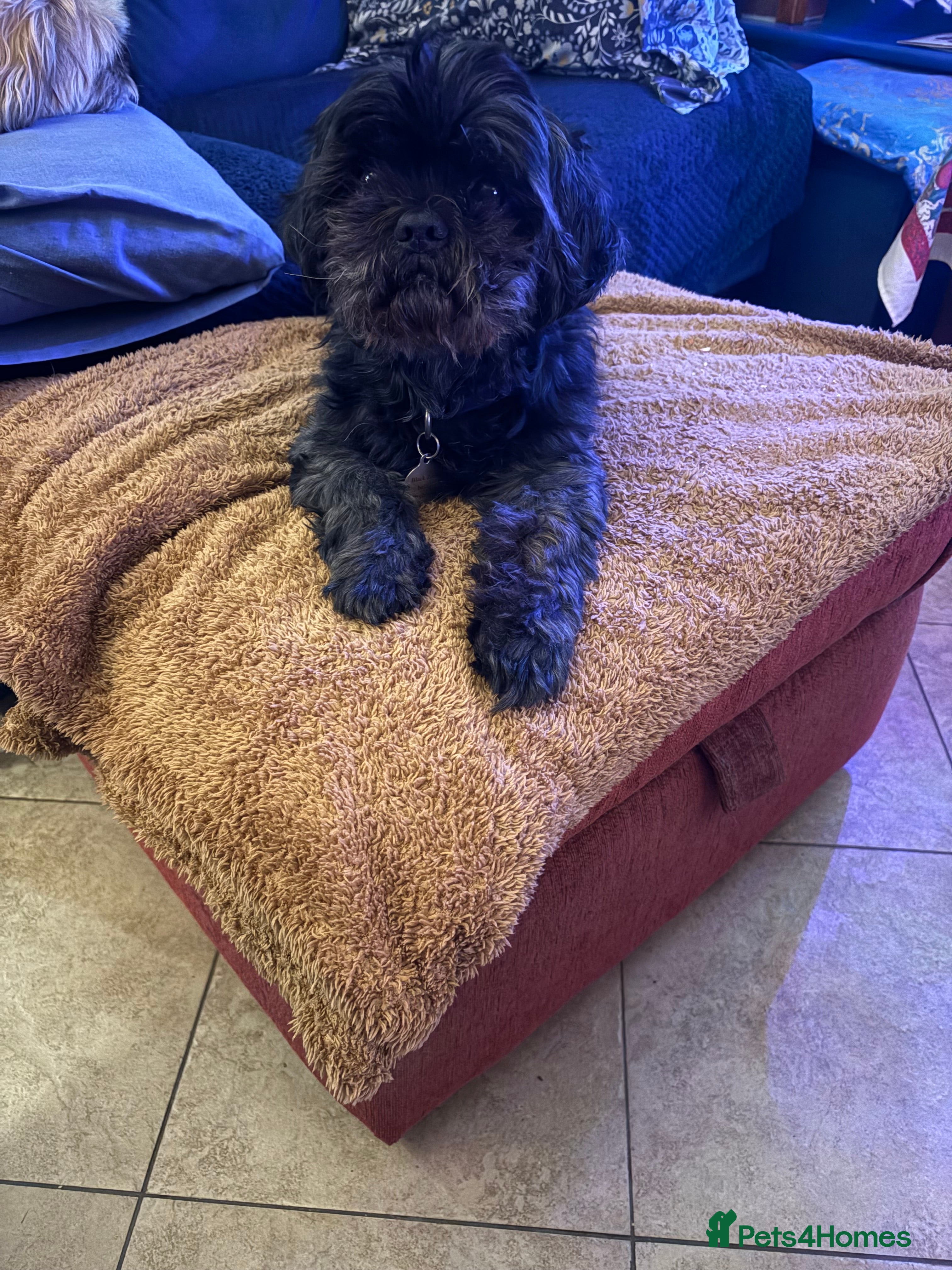 Shih Tzu dogs Bailey for stud - Advert 19