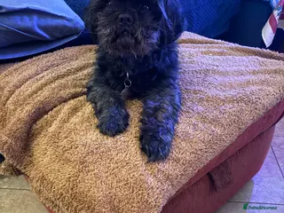 Shih Tzu dogs Bailey for stud - Advert 19