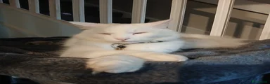 Ragdoll 2