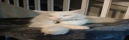 Ragdoll cats for sale: Tortie Ragdoll and Ragdoll x Turkish Angora  - Advert 6