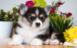 Welsh Corgi Pembroke dogs for sale: Welsh Corgi (Pembroke) - Image 5