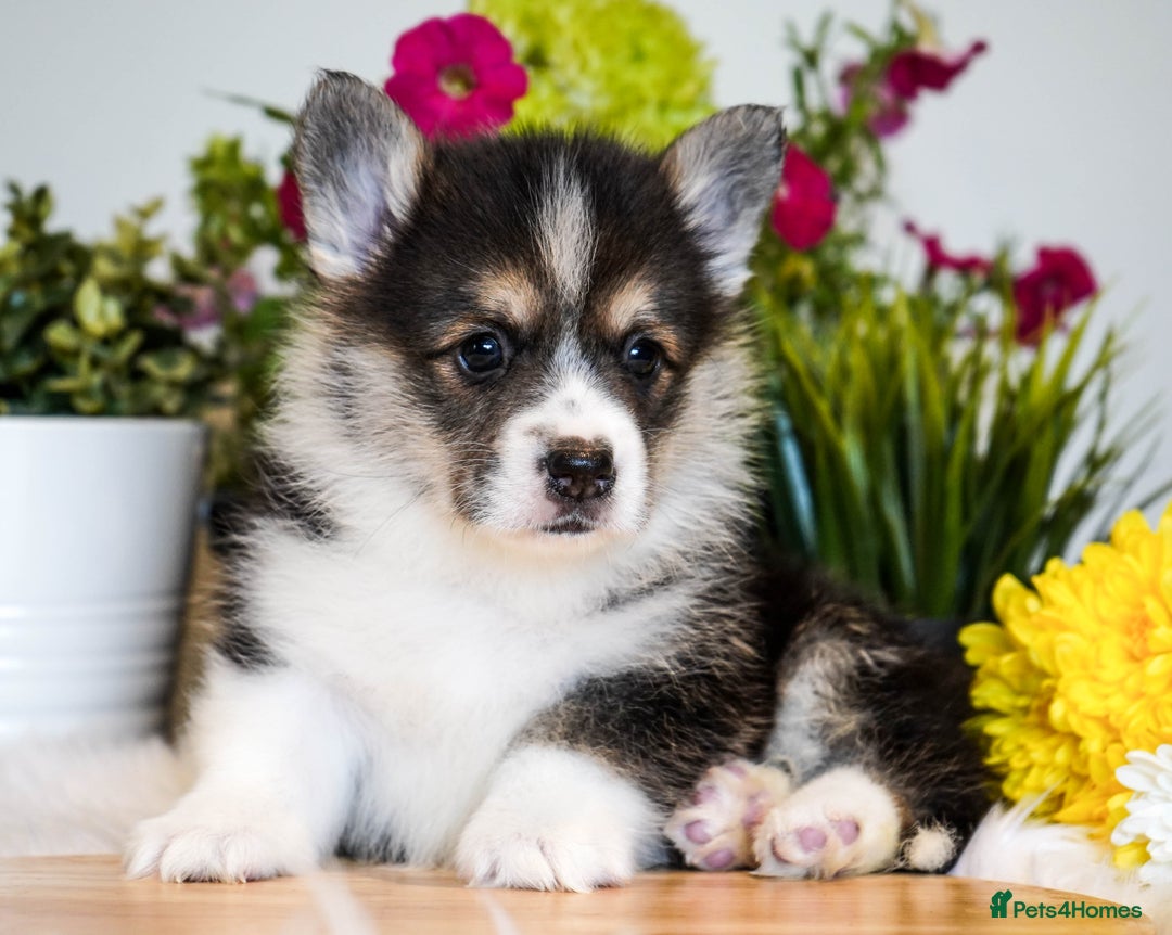 Welsh Corgi Pembroke dogs for sale: Welsh Corgi (Pembroke) - Image 5