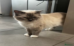 Ragdoll cats for sale: Ragdoll female - Image 2