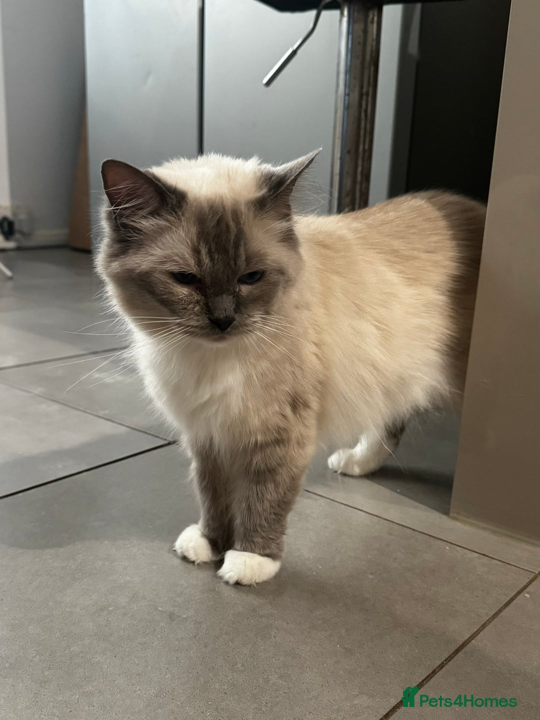 Ragdoll cats for sale: Ragdoll female - Image 2
