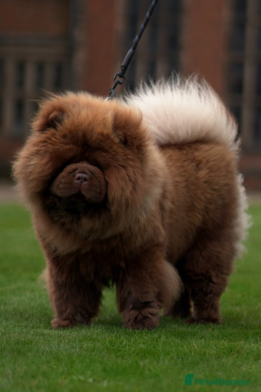 Chow Chow dogs for stud: A truly One of kind KC Chocolate Chow for stud - Advert 4