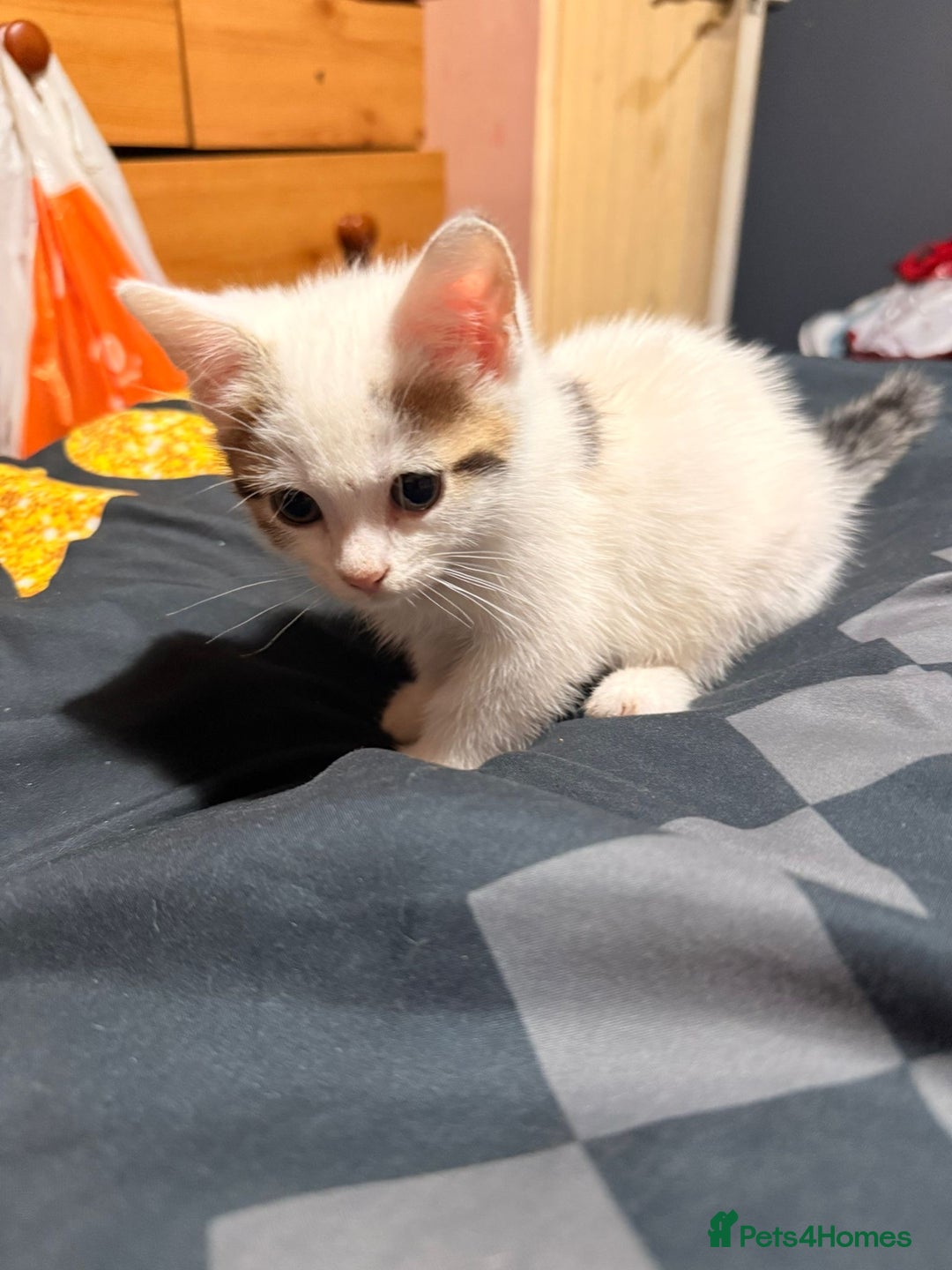Mixed Breed cats for sale: Mixed breed kittens - Image 3