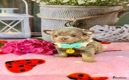 Chihuahua dogs for sale: 💜🤎 Exotic KC LC chihuahuas 🤎💜 - Image 9