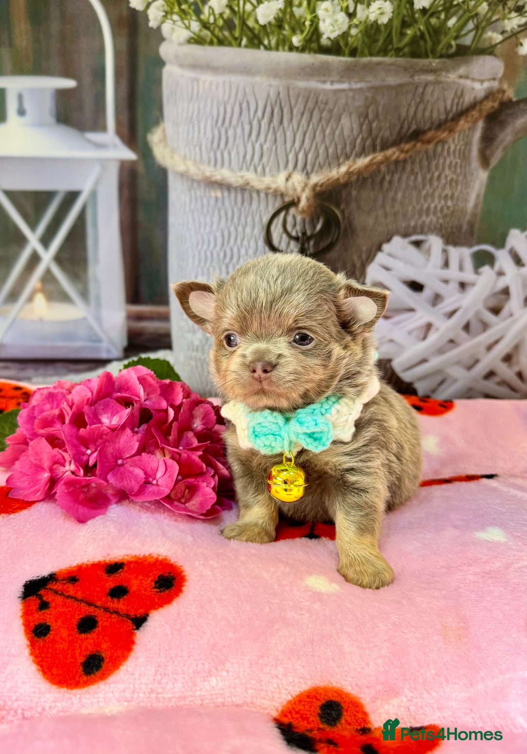 Chihuahua dogs for sale: 💜🤎 Exotic KC LC chihuahuas 🤎💜 - Image 9
