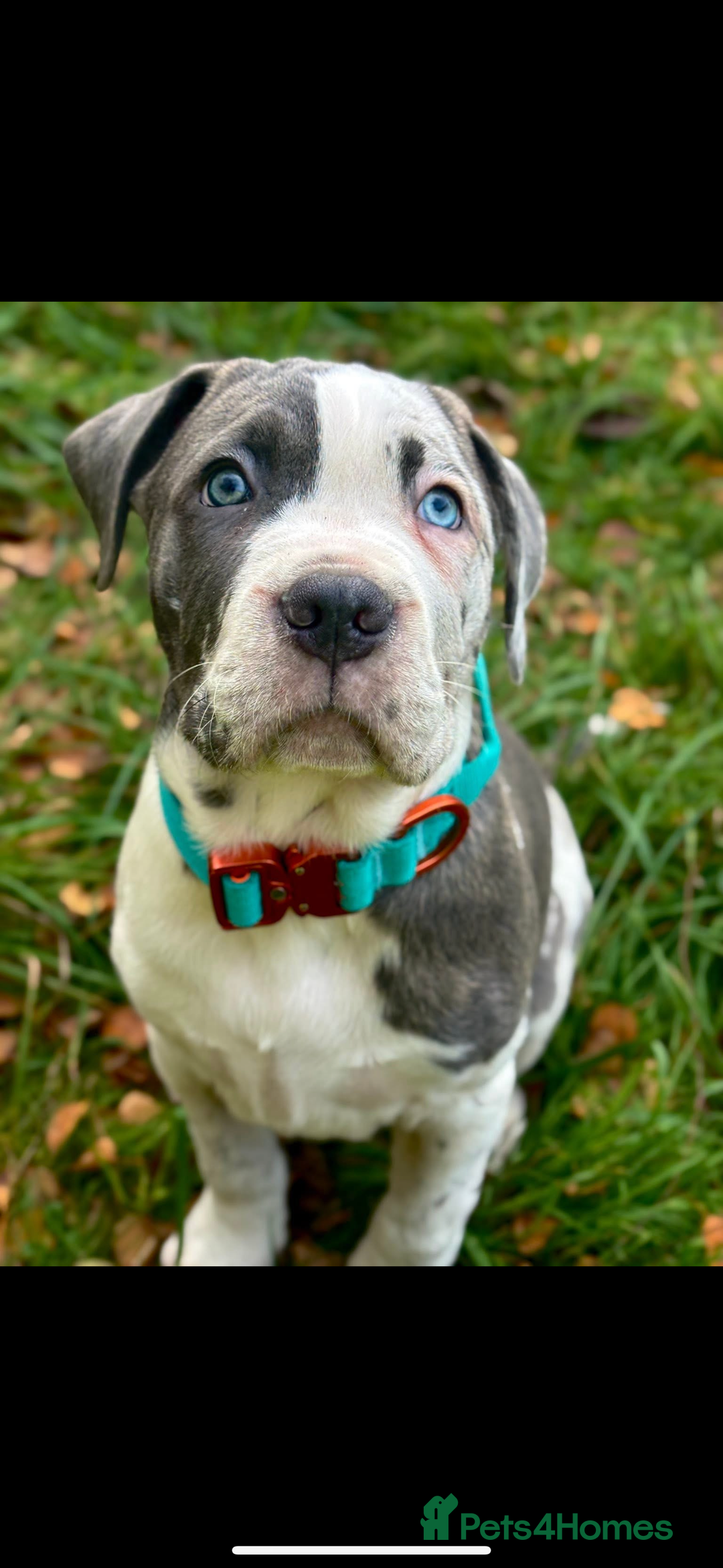 Cane Corso dogs for sale: Merle Cane corso puppy  - Advert 2