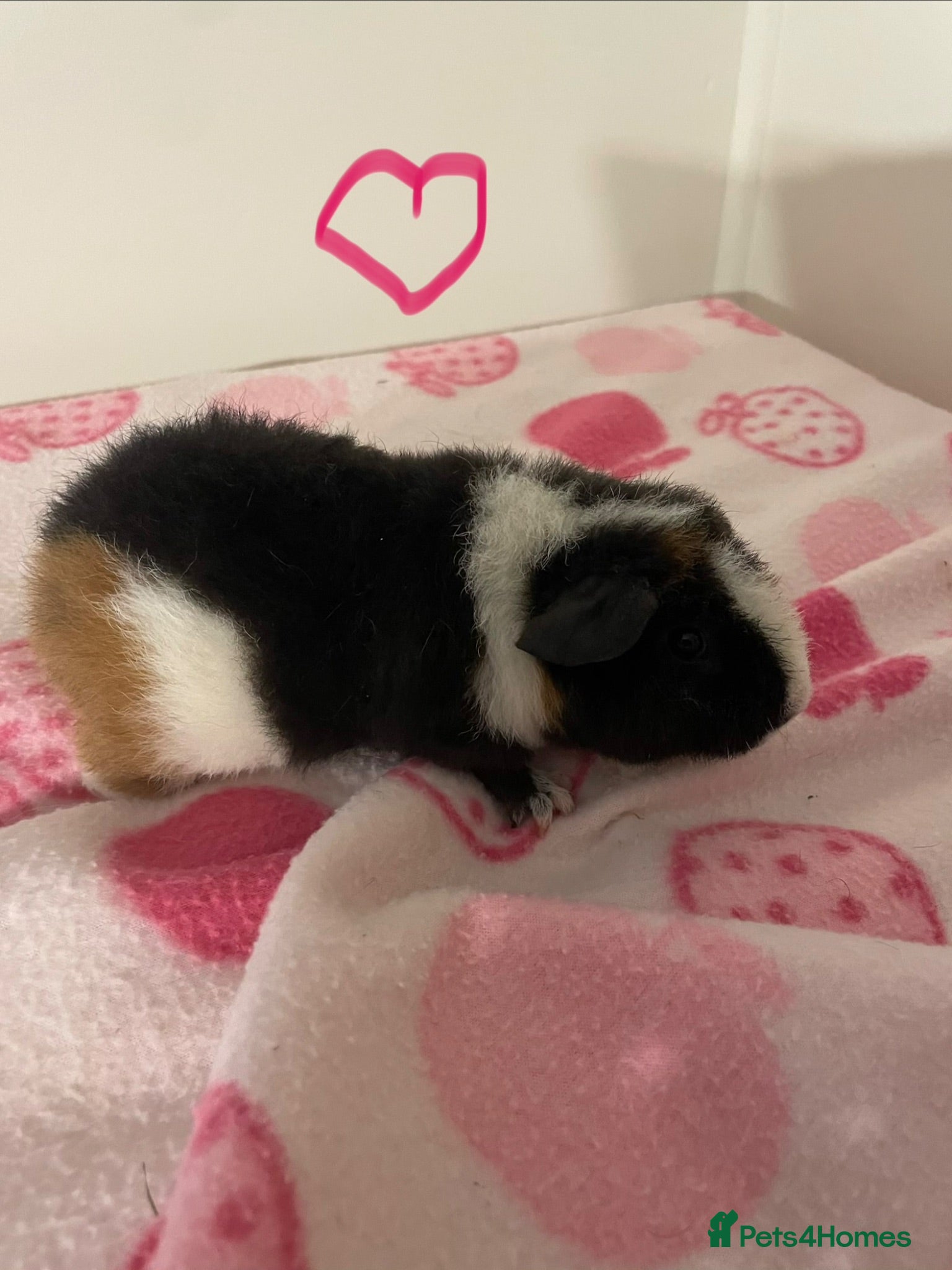 Guinea Pig rodents Baby Teddy Guinea pigs. Boys & girls  - Advert 7