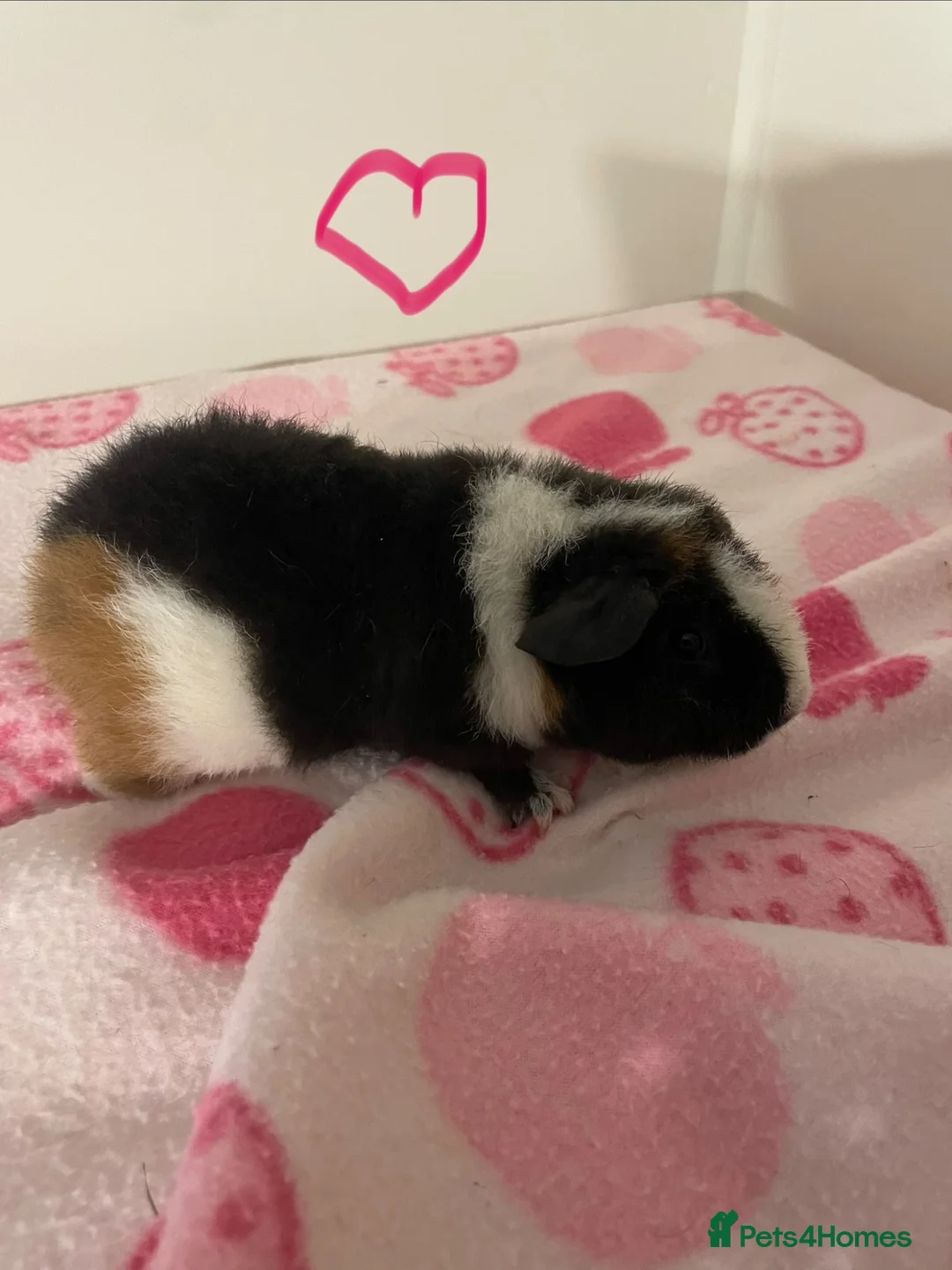 Guinea Pig rodents for sale: Baby Teddy Guinea pigs. Boys & girls  - Advert 6