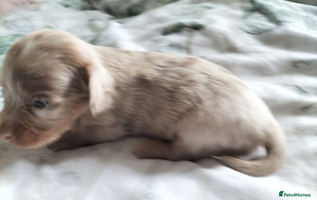Mixed Breed dogs for sale:  Long haired Dachshund x - Image 3
