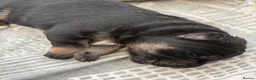 German Shepherd dogs for sale: Short haired German shepherd puppies  in Saint Leonards-on-sea - Advert 7