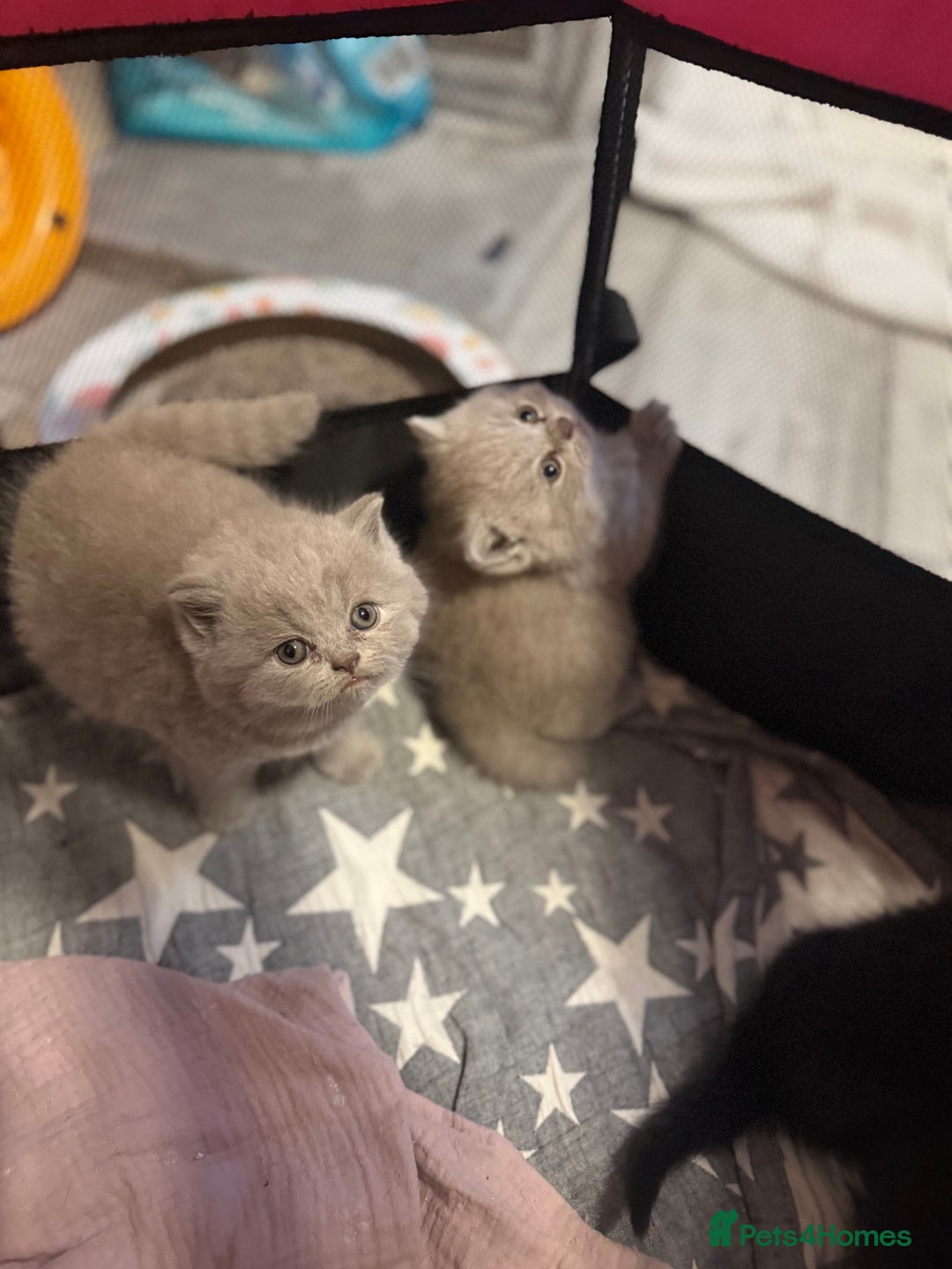 British Shorthair cats for sale: Beautiful British shorthair champion bloodlines - Image 3