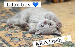 British Shorthair cats for sale: Incredible GCCF British shorthaired kittens  - Image 2