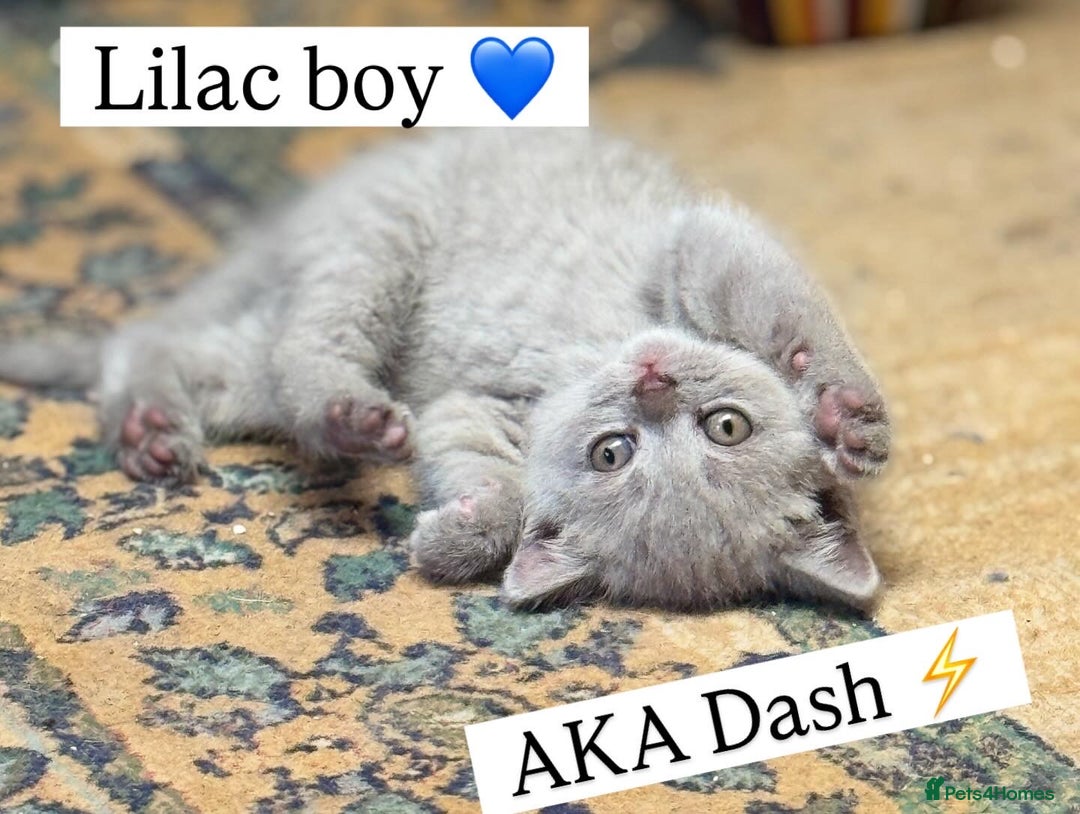 British Shorthair cats for sale: Incredible GCCF British shorthaired kittens  - Image 2