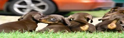 Miniature Dachshund dogs for sale: KC reg Chocolate miniature smooth puppies - Advert 4