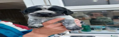 Sprocker 7