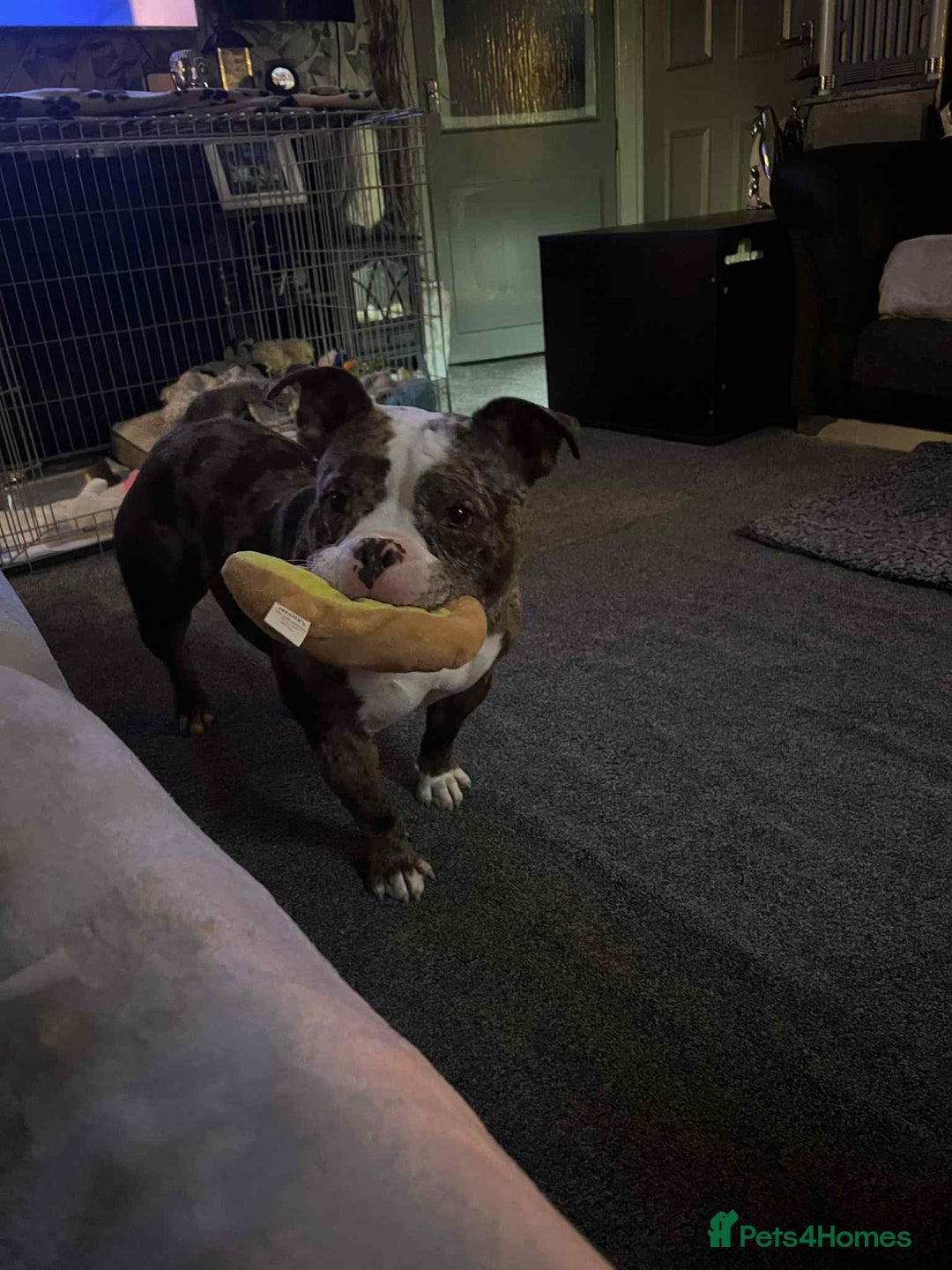 American Bully dogs for sale: 2 year old chocolate merl American pocket bully - Image 4