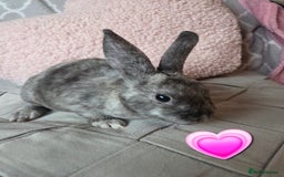 Rex rabbits for sale: 🐰 Beautiful mini rex babies 🐰 - Image 6