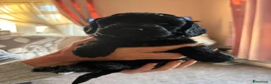 Cockapoo 1