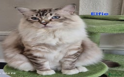Ragdoll cats for sale: Exceptional bloodlines Ragdolls 💞💞 - Image 22